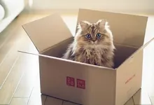 cats blue eyes animals wooden floor boxes ben torode Art HD Wallpaper